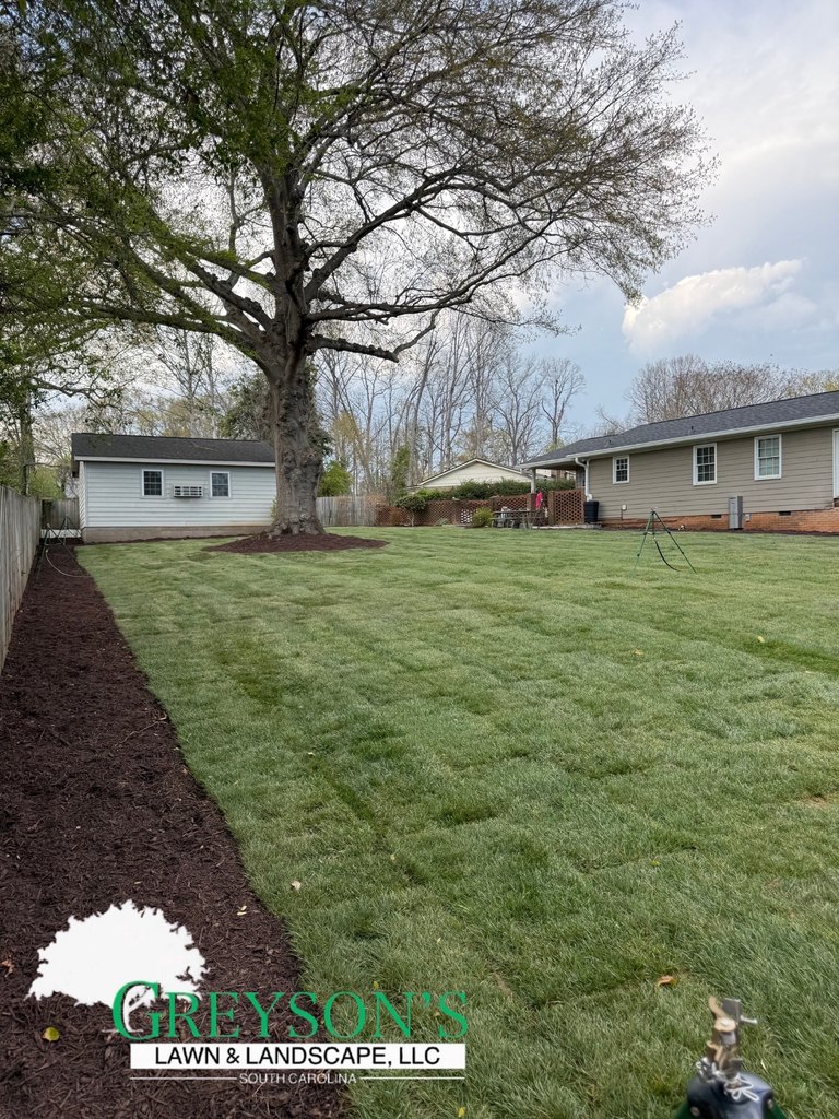 The same back yard after work: full green sod, a fresh mulch bed along the fence and a mulched ring around the oak.