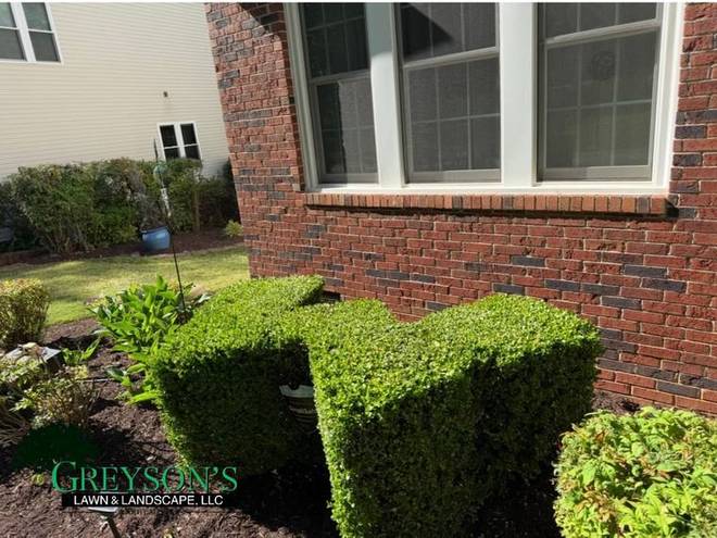 Pruned shrubs against a brick wall above a clean mulch bed.