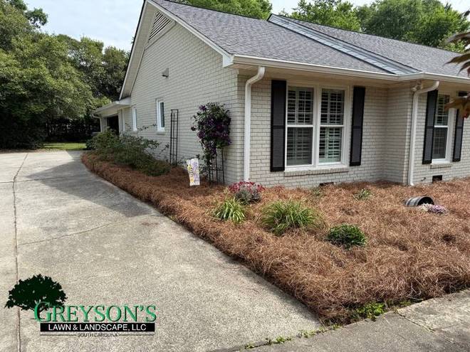 A foundation bed of shaped shrubs and dark mulch.
