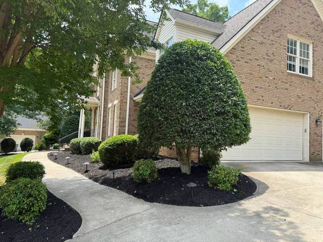 A clipped specimen shrub set in a mulched bed by a driveway.