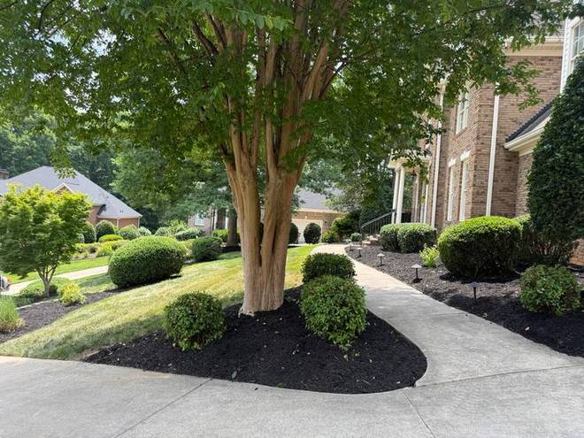 A front landscape of shaped shrubs and crepe myrtles in fresh mulch.