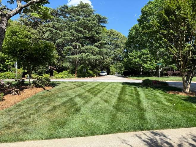 Mowing stripes across a front lawn with shaped shrubs behind.