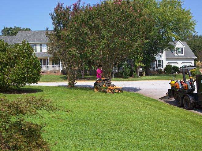 A crew member mowing a sunny front lawn below a crepe myrtle.