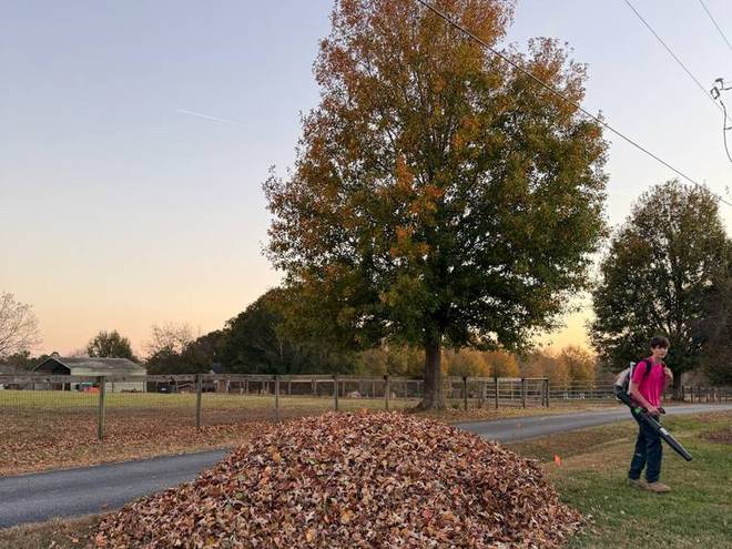 Leaves gathered at the roadside during a property cleanup.