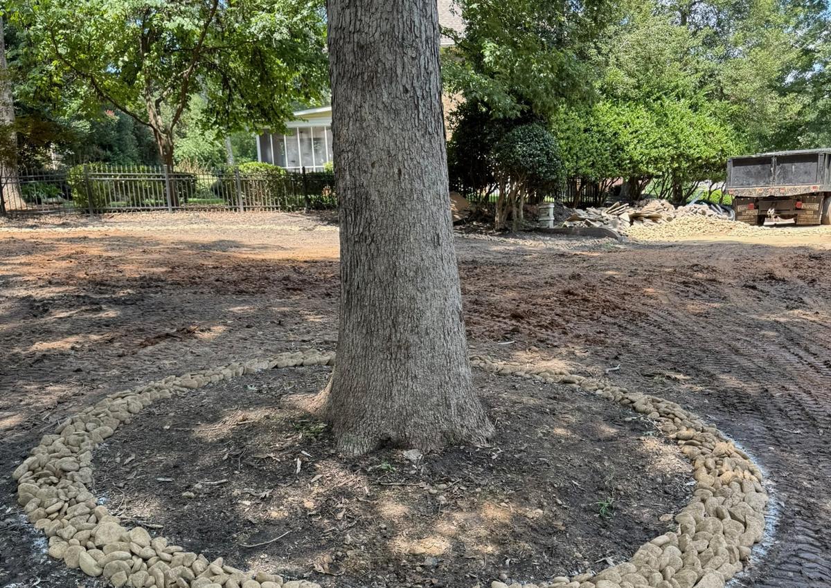 A freshly mulched ring cut around the base of a mature tree.